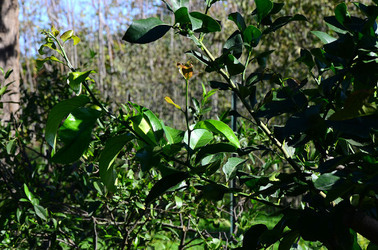 AGRUMETO SICILIANO in autunno. Fotografie di Giulio Azzarello &copy;2014.