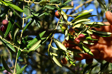 ULIVETO in autunno. Fotografie di Giulio Azzarello ©2014. ULIVETO in autunno. Fotografie di Giulio Azzarello ©2014.