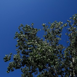 GIARDINO. Fotografie di Giulio Azzarello ©2022.