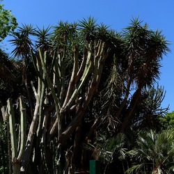 GIARDINO. Fotografie di Giulio Azzarello ©2022.