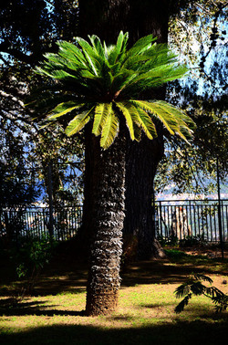 MACCHIA MEDITERRANEA in Sicilia. Fotografie di Giulio Azzarello &copy;2106.