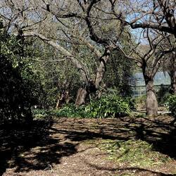 ORTO BOTANICO DI PALERMO. Fotografie di Giulio Azzarello ©2022. ORTO BOTANICO DI PALERMO. Fotografie di Giulio Azzarello ©2022.