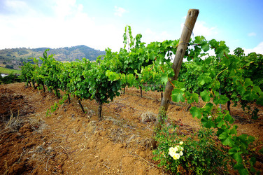 CAMPAGNA SICILIANA. Fotografie di Giulio Azzarello &copy;2016.