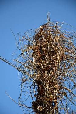 GRANDE NIDO spontaneo in campagna. Fotografie di Giulio Azzarello &copy;2014.
