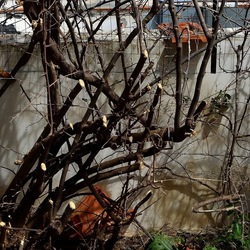 PIANTE. Fotografie di Giulio Azzarello ©2022. PIANTE. Fotografie di Giulio Azzarello ©2022.