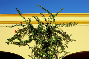 TENUTA vitivinicola in Sicilia. Fotografie di Giulio Azzarello ©2016. TENUTA vitivinicola in Sicilia. Fotografie di Giulio Azzarello ©2016.