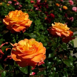 ROSETO. Fotografie di Giulio Azzarello &copy;2022.