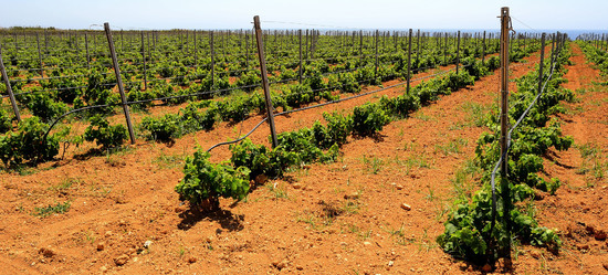 VIGNETO GIOVANE in Sicilia fotografie di Giulio Azzarello &copy;2016.