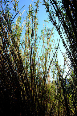 GOLE DELL ALCANTARA in Sicilia. Fotografie di Giulio Azzarello &copy;2016.