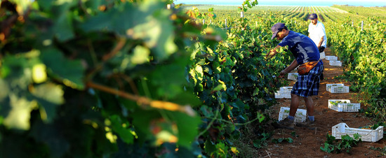 VENDEMMIA a Mazzara del Vallo in Sicilia con i contadini. Fotografie di Giulio Azzarello ©2016. VENDEMMIA a Mazzara del Vallo in Sicilia con i contadini. Fotografie di Giulio Azzarello ©2016.