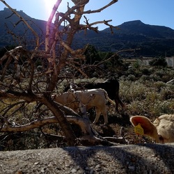 BESTIE. Fotografie di Giulio Azzarello ©2022. BESTIE. Fotografie di Giulio Azzarello ©2022.