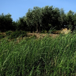 SELINUNTE. Fotografie di Giulio Azzarello ©2022. SELINUNTE. Fotografie di Giulio Azzarello ©2022.