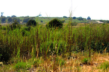 CANNETI in SICILIA. Fotografie di Giulio Azzarello &copy;2016.