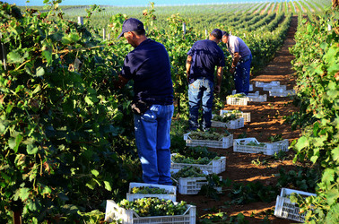 VENDEMMIA a Mazzara del Vallo in Sicilia con i contadini. Fotografie di Giulio Azzarello ©2016. VENDEMMIA a Mazzara del Vallo in Sicilia con i contadini. Fotografie di Giulio Azzarello ©2016.