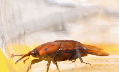 IL COLEOTTERO ROSSO e la moritura delle palme. Fotografie di Giulio Azzarello &copy;2014.