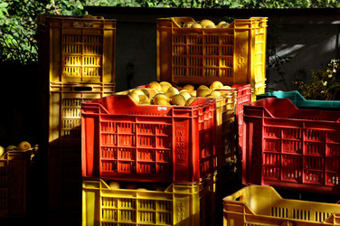 LIMONI di Sicilia coltivati in modo biologico. Fotografie di Giulio Azzarello &copy;2014.