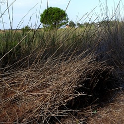 SELINUNTE. Fotografie di Giulio Azzarello ©2022. SELINUNTE. Fotografie di Giulio Azzarello ©2022.