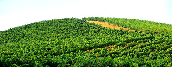 CAMPAGNA SICILIANA. Fotografie di Giulio Azzarello &copy;2016.