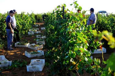 VENDEMMIA a Mazzara del Vallo in Sicilia con i contadini. Fotografie di Giulio Azzarello ©2016. VENDEMMIA a Mazzara del Vallo in Sicilia con i contadini. Fotografie di Giulio Azzarello ©2016.