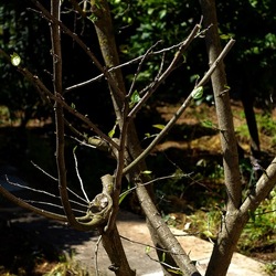 GIARDINO SICILIANO. Fotografie di Giulio Azzarello &copy;2024.