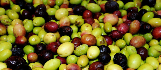 TIPICO FRANTOIO fotografie di Giulio Azzarello ©2014. TIPICO FRANTOIO fotografie di Giulio Azzarello ©2014.