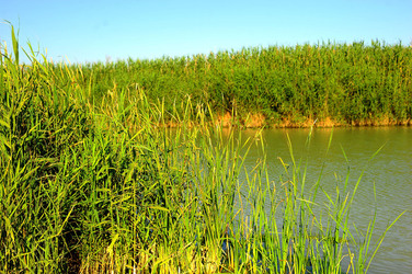 CANNETI in SICILIA. Fotografie di Giulio Azzarello &copy;2016.