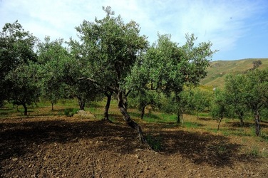 FRANTOIO GULLO ad Aliminusa in Sicilia. Fotografie di Giulio Azzarello &copy;2018.