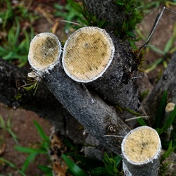 TRONCHI. Fotografie di Giulio Azzarello ©2022.
