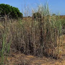 SELINUNTE. Fotografie di Giulio Azzarello ©2022. SELINUNTE. Fotografie di Giulio Azzarello ©2022.