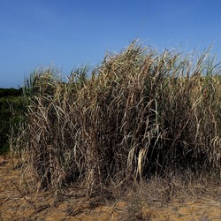 SELINUNTE. Fotografie di Giulio Azzarello ©2022. SELINUNTE. Fotografie di Giulio Azzarello ©2022.