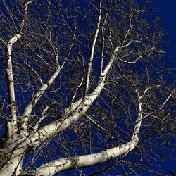 ALBERI. Fotografie di Giulio Azzarello &copy;2024.