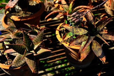 ORTO BOTANICO di Palermo nel maggio 2018. Fotografie di Giulio Azzarello &copy;2018.
