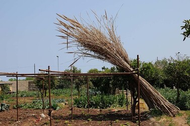 IL CANNETO del contadino siciliano. Fotografie di Giulio Azzarello &copy;2014.