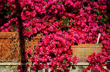 NATURA Violette siciliane in un tipico giardino in estate. Fotografie di Giulio Azzarello &copy;2014.