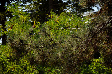 IL PARCO DELLE MADONIE da Polizzi Generosa in Sicilia. Fotografie di Giulio Azzarello &copy;2014.