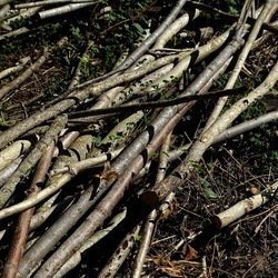 RAMI E ROVI. Fotografie di Giulio Azzarello ©2023. RAMI E ROVI. Fotografie di Giulio Azzarello ©2023.