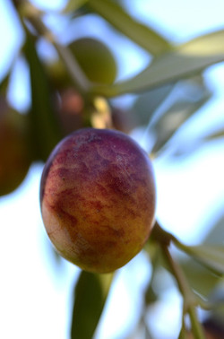 ULIVETO in autunno. Fotografie di Giulio Azzarello ©2014. ULIVETO in autunno. Fotografie di Giulio Azzarello ©2014.