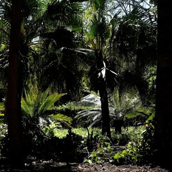 ORTO BOTANICO DI PALERMO. Fotografie di Giulio Azzarello ©2022. ORTO BOTANICO DI PALERMO. Fotografie di Giulio Azzarello ©2022.