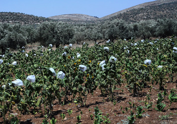 PALESTINA i territori palestinesi panoramiche e particolari. Foto di Giulio Azzarello ©2014. PALESTINA i territori palestinesi panoramiche e particolari. Foto di Giulio Azzarello ©2014.