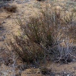 SELINUNTE. Fotografie di Giulio Azzarello ©2022. SELINUNTE. Fotografie di Giulio Azzarello ©2022.