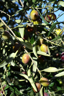 ULIVETO in autunno. Fotografie di Giulio Azzarello ©2014. ULIVETO in autunno. Fotografie di Giulio Azzarello ©2014.