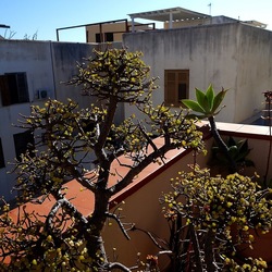 BONSAI. Fotografie di Giulio Azzarello &copy;2022.