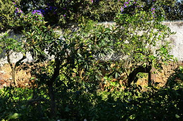 AGRUMETO SICILIANO in autunno. Fotografie di Giulio Azzarello &copy;2014.