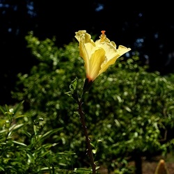 GIARDINO SICILIANO. Fotografie di Giulio Azzarello ©2022. GIARDINO SICILIANO. Fotografie di Giulio Azzarello ©2022.