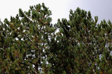 IL PARCO DELLE MADONIE da Polizzi Generosa in Sicilia. Fotografie di Giulio Azzarello &copy;2014.