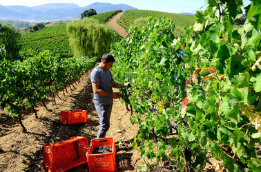 VENDEMMIA a S.Cristina Gela i coltivatori. Fotografie di Giulio Azzarello ©2016. VENDEMMIA a S.Cristina Gela i coltivatori. Fotografie di Giulio Azzarello ©2016.