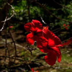 GIARDINO SICILIANO. Fotografie di Giulio Azzarello ©2022. GIARDINO SICILIANO. Fotografie di Giulio Azzarello ©2022.