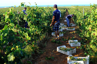 VENDEMMIA a Mazzara del Vallo in Sicilia con i contadini. Fotografie di Giulio Azzarello ©2016. VENDEMMIA a Mazzara del Vallo in Sicilia con i contadini. Fotografie di Giulio Azzarello ©2016.