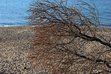 AGAVE selvatica sul mare in Sicilia a Cefalù. Fotografie di Giulio Azzarello ©2014. AGAVE selvatica sul mare in Sicilia a Cefalù. Fotografie di Giulio Azzarello ©2014.