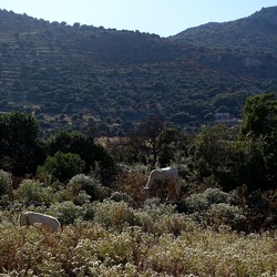 BESTIE. Fotografie di Giulio Azzarello ©2022. BESTIE. Fotografie di Giulio Azzarello ©2022.